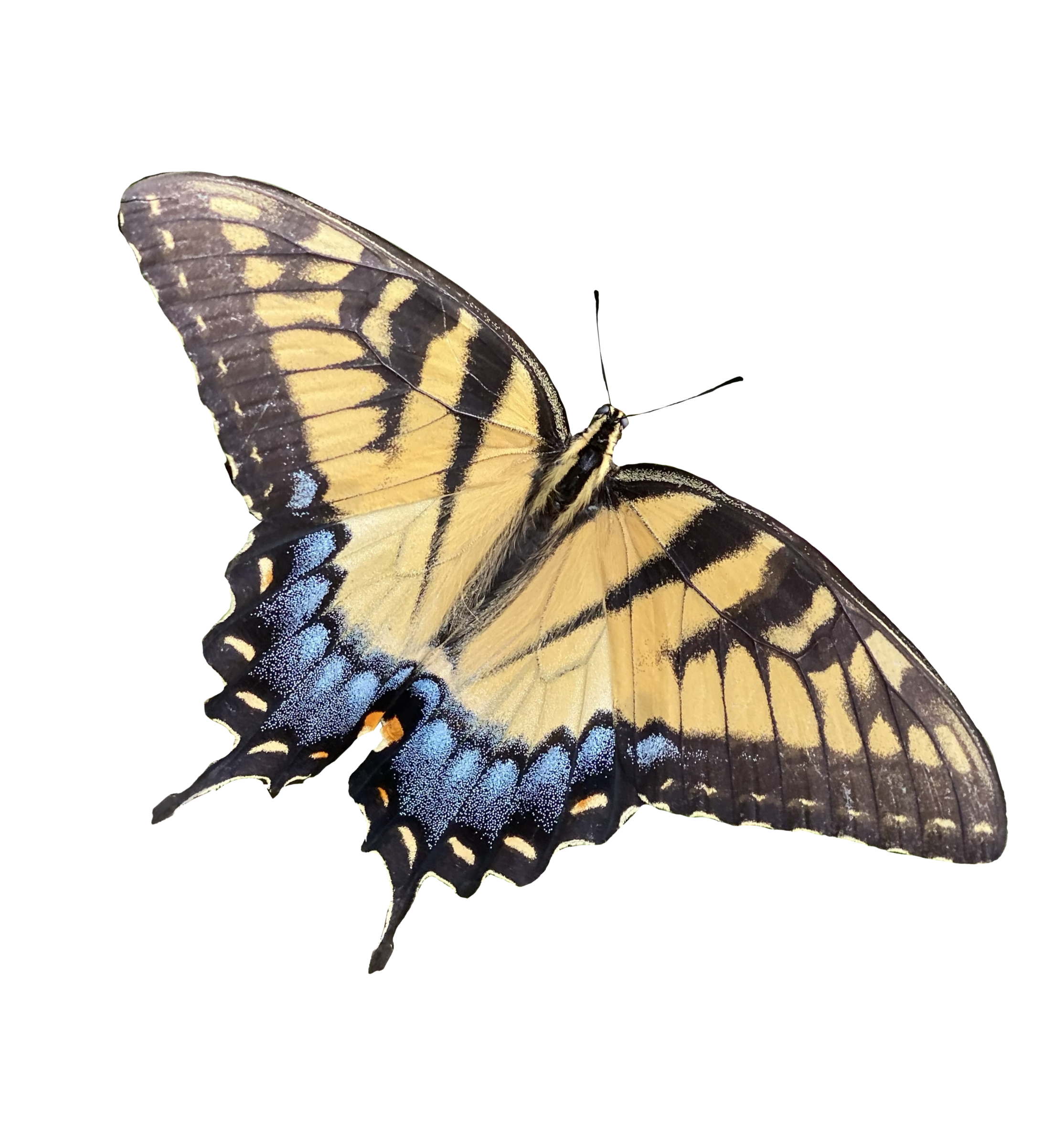 Swallowtail Butterfly