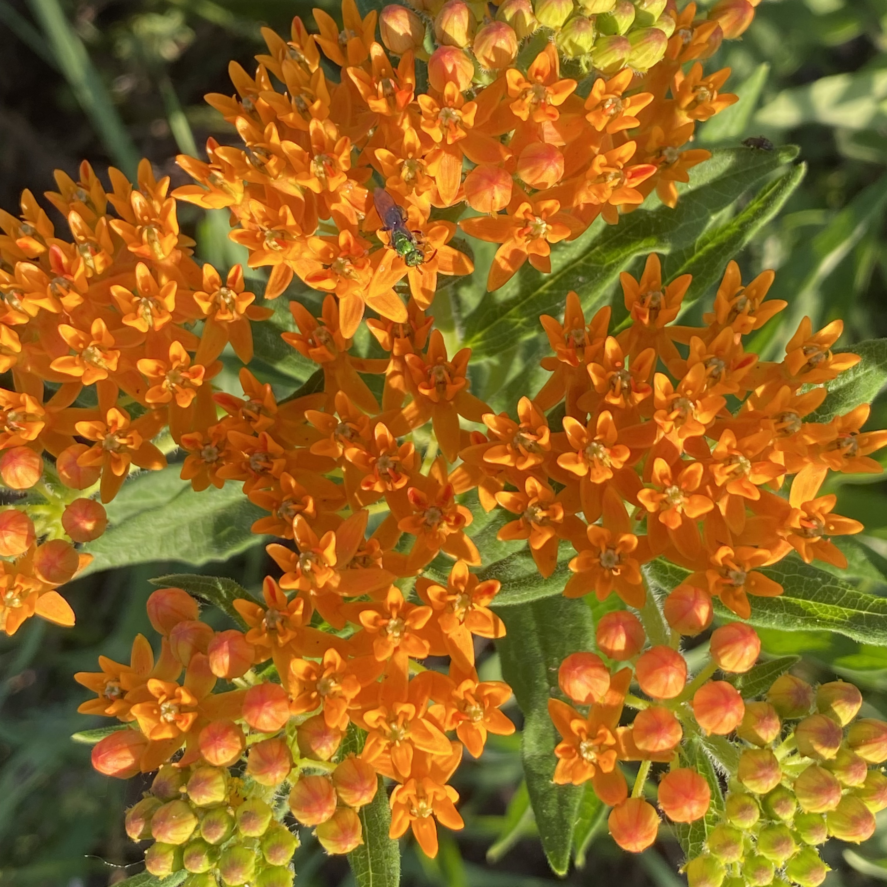 Butterfly Milkweed Flowers