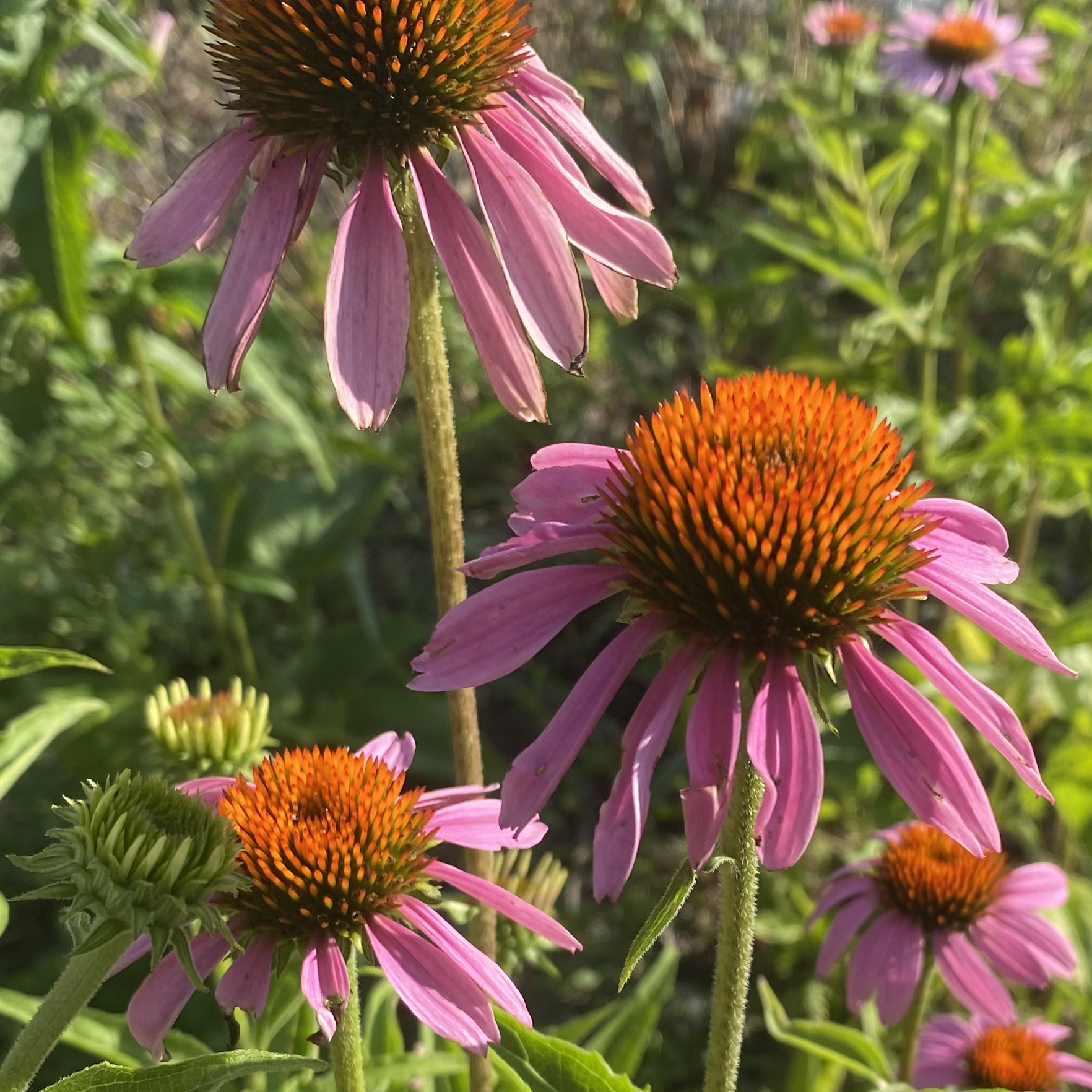 Purple Coneflower