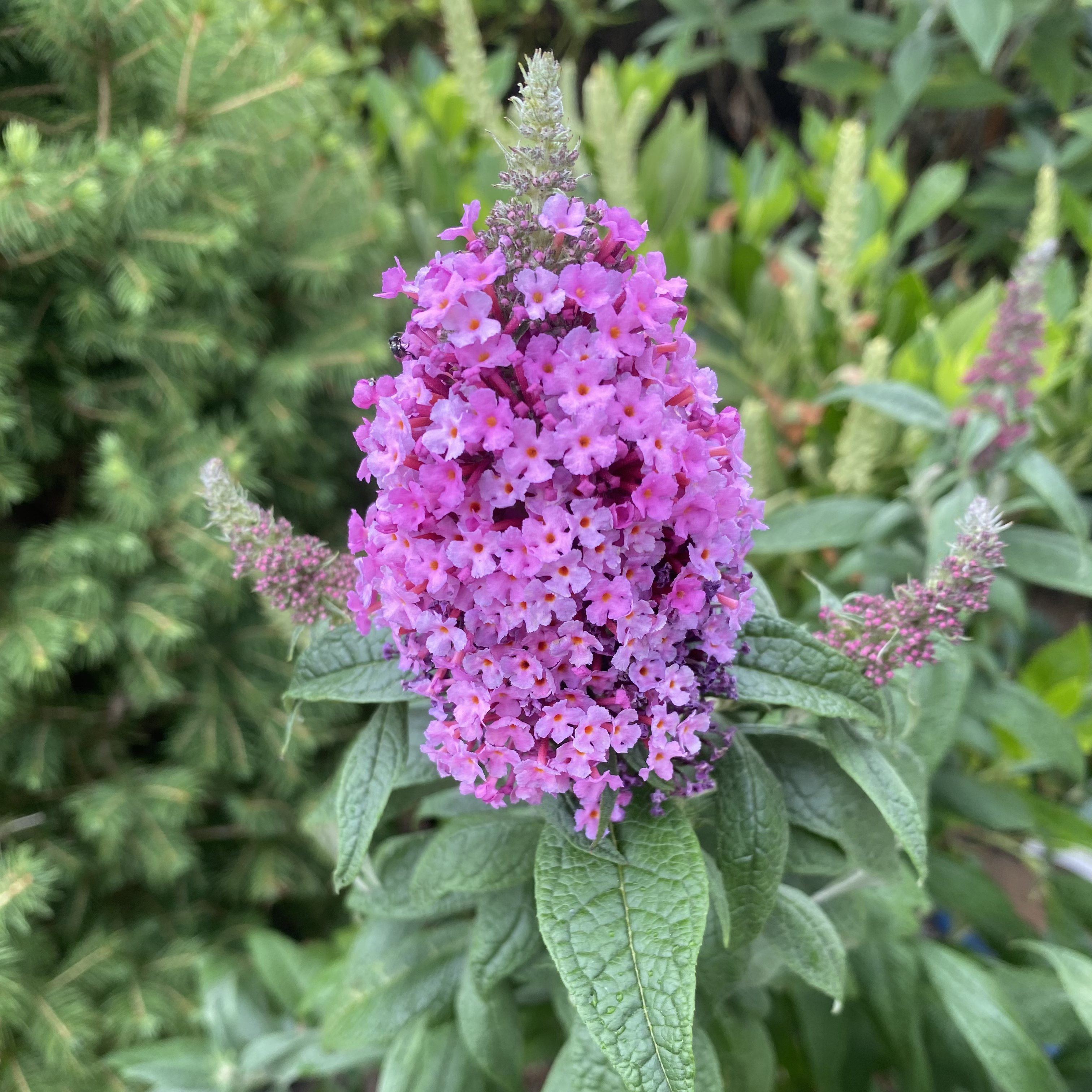 Butterfly Bush